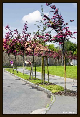 003 Petrn Hill Gardens.jpg