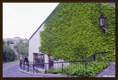 090 Ivy Wall.jpg