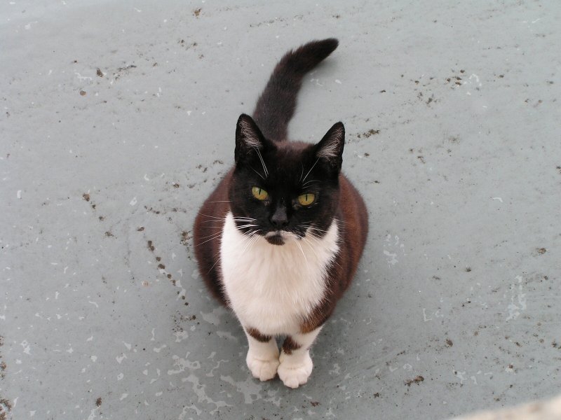 Cat on a not tin roof