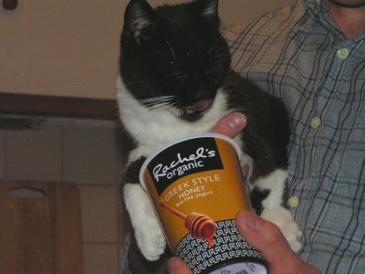 The cat that got the ...yoghurt