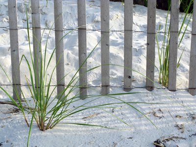 Fence and Beach Grass #2