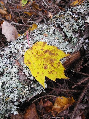 Fallen Log and Leaves #2