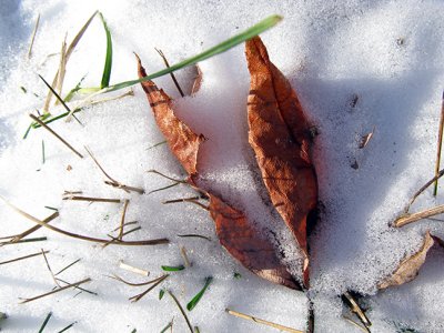 First Winter Leaves of 2008 #4