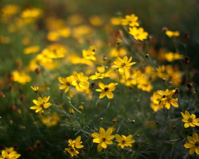 Morning Coreopsis