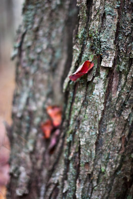 Fallen Leaf Caught in Tree Bark