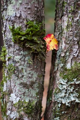 Fallen Leaf Caught Between Trees