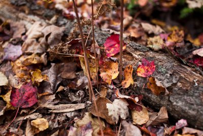 Red Leaves on Fallen Branch