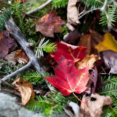 Fallen Leaves in Pine Branches