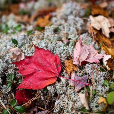 Red Maple Leaf on Reindeer Moss