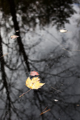Yellow Leaf on Black Water