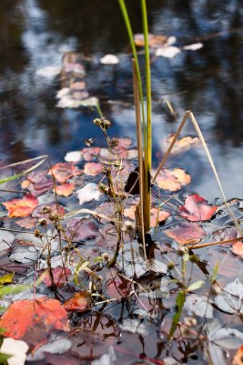 Leaves Fallen Among Pond Grasses #3