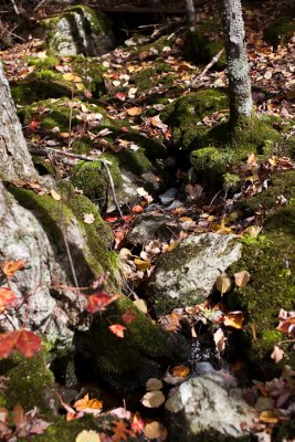 Leaves in Little Stream #2