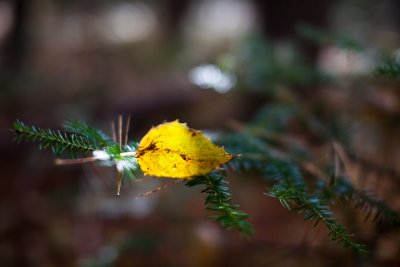Yellow Leaf Caught on Fir Branch