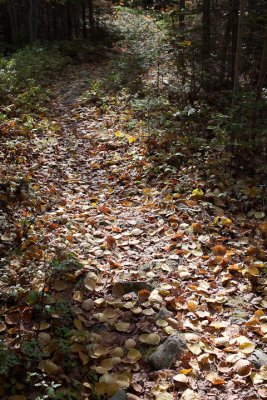 Leaf-strewn Path In Birdsacre