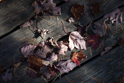 Leaves on the Boardwalk #1