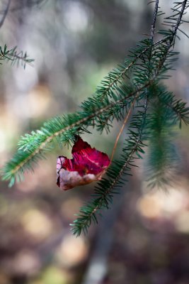 Red Leaf Caught in Pine Branch #1