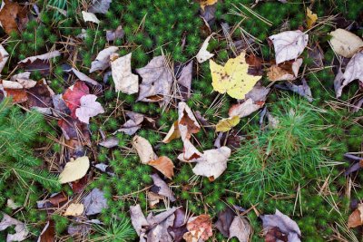 Fallen Leaves on Moss