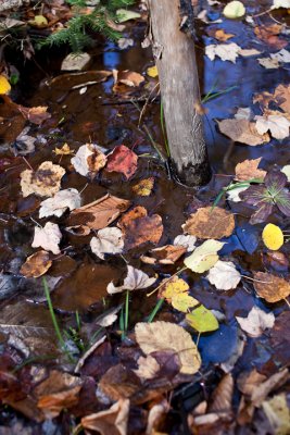 Leaves Fallen in Water, Small Tree Base