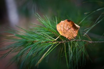 Brown Leaf Caught in White Pine Branch