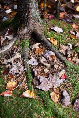 Leaves and Roots #2