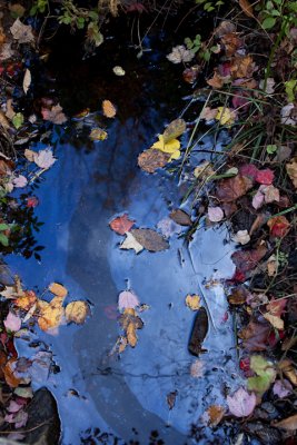 Fallen Leaves on Water #2