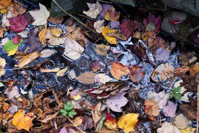 Fallen Leaves on Water #5