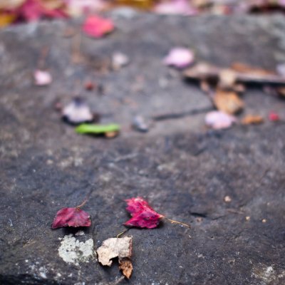 Small Red Leaves on Rock