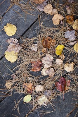 Fallen Leaves on Boardwalk #2