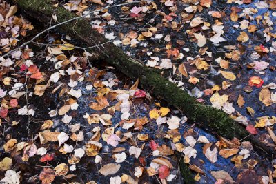 Fallen Leaves on Water #7