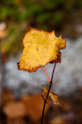 Last Yellow Leaf on Twig #4
