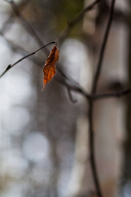 Last Brown Leaf #3