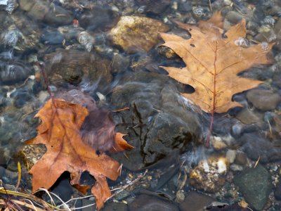 Leaves at the Water's Edge #2