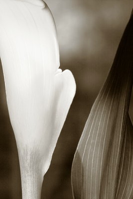 Calla Lily and Leaf