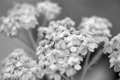 Little White Flowers (Yarrow?)