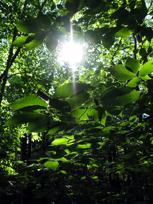 Backlit Leaves