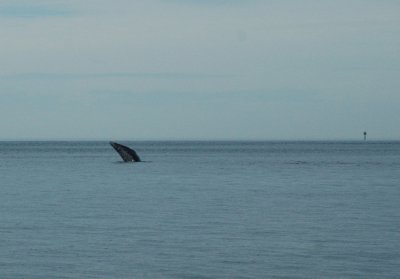 Gray Whale Breach