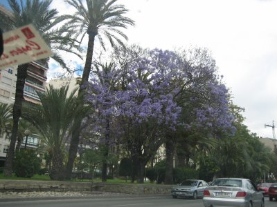 Komum vi  Alicante