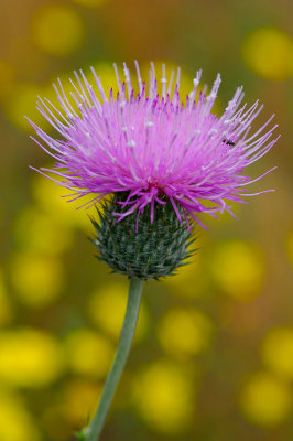 Purple Over Gold