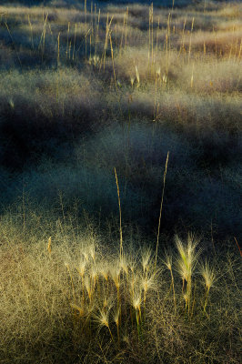 Foxtails In Last Light