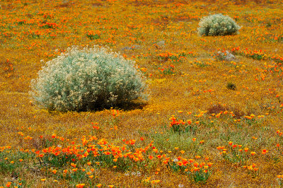 Desert In Bloom