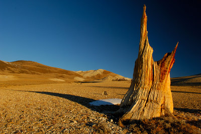 First Light On Bristlecone Snag