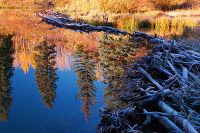 Beaver Pond Reflection
