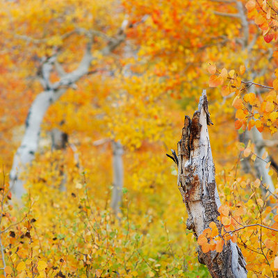 Window Into The Forest