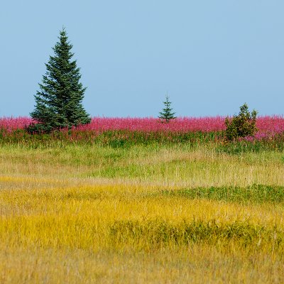 Summer Color