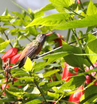 20080626_32large humming bird.jpg