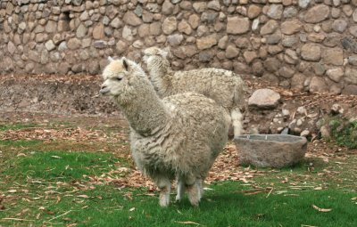 20080628_75alpaccas.JPG