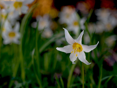  Glacier Lily