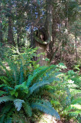 Scenes from the trail through the woods