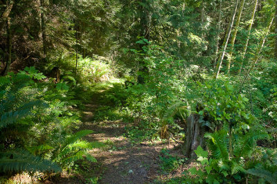Scenes from the trail through the woods