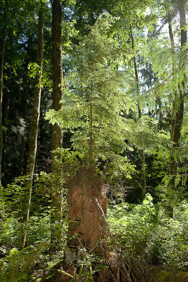 Scenes from the trail through the woods